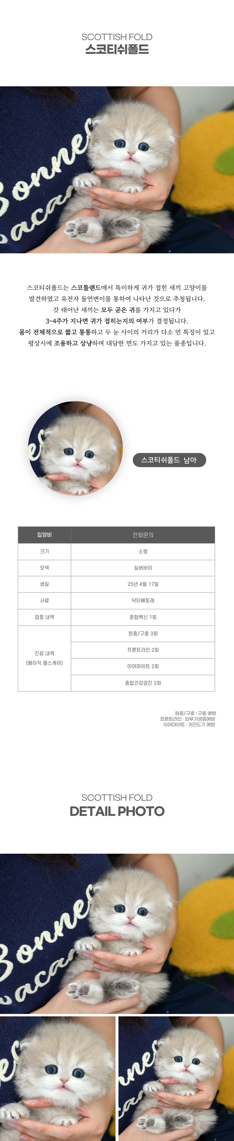 스코티쉬폴드_상세이미지_2